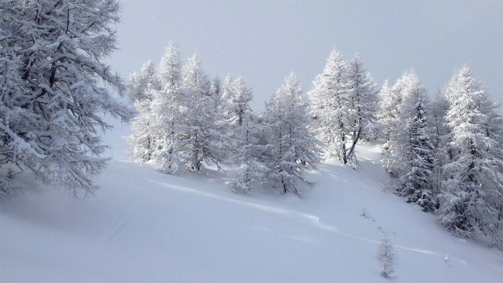 Winterlandschaft, Wald | ÖGSL – Österreichische Gesellschaft für Schnee und Lawinen