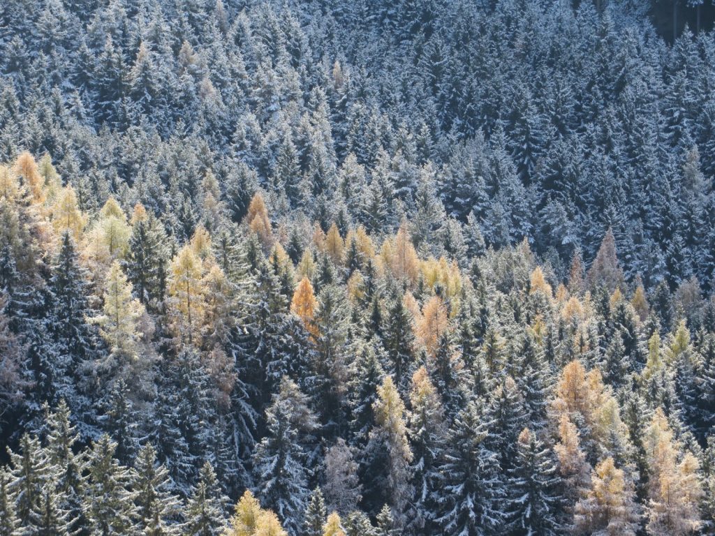 Herbst, Wald | ÖGSL – Österreichische Gesellschaft für Schnee und Lawinen